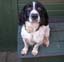 K9 Dave