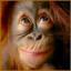 Northern Monkey