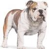 britbulldog1066